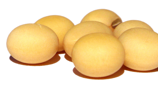 Sementes em conjunto na cor bege