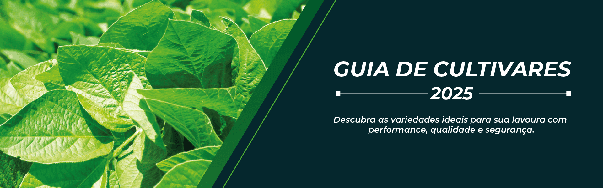 Banner Sementes Falcão